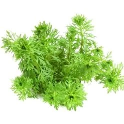 DENNERLE Wasserpflanzen-Set "100 L Basic" 22 DENNERLE Wasserpflanzen-Set "100 L Basic" -Zoofachgeschäft 0205ffc5da597930c66c18d5922dd722706ff4e7 a47b74ae5710ca485c464947113836fec14cd856