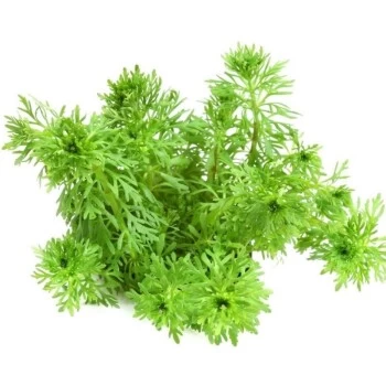 DENNERLE Wasserpflanzen-Set "100 L Basic" 9 DENNERLE Wasserpflanzen-Set "100 L Basic" – Bild 7