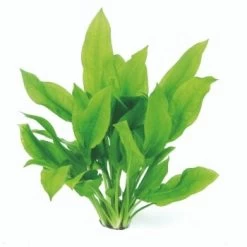 DENNERLE Wasserpflanzen-Set "100 L Basic" 19 DENNERLE Wasserpflanzen-Set "100 L Basic" -Zoofachgeschäft 02b8f359ae623b73f64060ae2ce1756b73f4625c 1c6a3f43a83e405eff9db3a1d8b1c059c35c0ca8