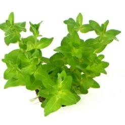 DENNERLE Wasserpflanzen-Set "60L Mix Start" 16 DENNERLE Wasserpflanzen-Set "60L Mix Start" -Zoofachgeschäft 058f4a4316c561c1233adab9e0f2c981986e1f61 f60da8e6fa2695fb6e0846760b83c355b3219be9