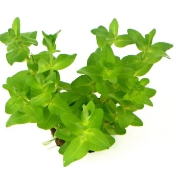 DENNERLE Wasserpflanzen-Set "60L Mix Start" 8 DENNERLE Wasserpflanzen-Set "60L Mix Start" – Bild 6