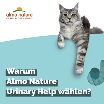 Almo Nature Almo Holistic Urinary Help 30x70g Mit Fisch 5 Almo Nature Almo Holistic Urinary Help 30x70g Mit Fisch – Bild 3