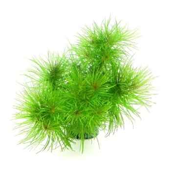 DENNERLE Wasserpflanzen-Set "100 L Basic" 11 DENNERLE Wasserpflanzen-Set "100 L Basic" – Bild 9