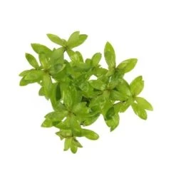 DENNERLE Wasserpflanzen-Set "60L Bund Basic" -Zoofachgeschäft 11400200d53a940cb3e70d9a800bd5bb53cfe9a1 6f16b6e484a42cffa4defe9431d124ceb3afa615