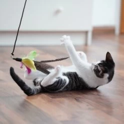 Schlitzohr Katzenangel Federanhänger 5x -Zoofachgeschäft 11ed2d225658009b8abd2f7334a71527c7d32c64 1484675 de DE 2194cc6dae193c9b0d821763f83834cddf74faa5Q2fI5o