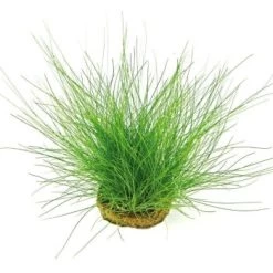 DENNERLE Wasserpflanzen-Set "100 L Basic" 20 DENNERLE Wasserpflanzen-Set "100 L Basic" -Zoofachgeschäft 1598b356910b8ccbf55e2826552e83c3c67e2cd6 10bb1b968d4c5791d1dffef55eca116f9b3a13f0