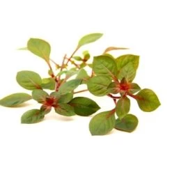 DENNERLE Wasserpflanzen-Set "60L Mix Start" 18 DENNERLE Wasserpflanzen-Set "60L Mix Start" -Zoofachgeschäft 176d6cf6ae5b5c23cb087bb414fae9ce3374637c ac03640695d43b7c8f6286746d0900e80fbe33e5