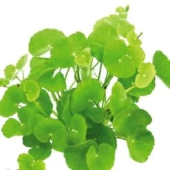 DENNERLE Wasserpflanzen-Set "100 L Basic" 27 DENNERLE Wasserpflanzen-Set "100 L Basic" -Zoofachgeschäft 1b1bf41f19855fc6c95fe1af4e5be70bb164c896 570e13a561501d074d044f4c27218c752dbb6344