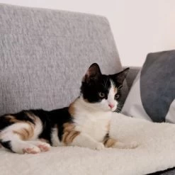 Lionto Selbstheizende Wärmematte Für Haustiere 11 Lionto Selbstheizende Wärmematte Für Haustiere -Zoofachgeschäft 1c60bea0a221133711e8a66836fd8e8137a10111 1665986 de DE 833312c7d563d266e27440bc2991a9f6c9a1de302jRXXN