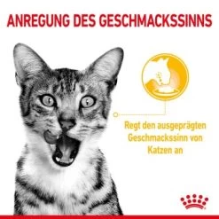 ROYAL CANIN SENSORY Taste In Gelee Für Wählerische Katzen 12x85g -Zoofachgeschäft 21ad04ecb0f38a0b3f44868dfeace831d1374356 3950f3bf5d1e7126a6f4420c4fce7c3f275b668e
