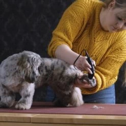 Moser Schermaschine REX MINI 9 Moser Schermaschine REX MINI -Zoofachgeschäft 26311403a9d7b70c3de3d6d478c9b7979d52d818 8d6659a959561a0e293ec7332a89fd631110efed