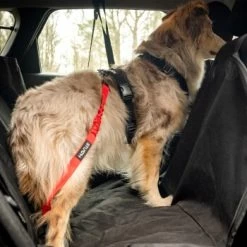 STUCH Universeller Bungee Autogurt Für Hunde & Katzen Schwarz -Zoofachgeschäft 29f8c58f9a2170443cdbfab80e97859e55a39e9c 1395474 de DE b8d8a9a39168a010e809b0c580f34d4690b1ed7fytnKHn