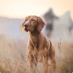 REAL NATURE Senior Lamm & Kalb 6x800 G -Zoofachgeschäft 2a7e6cb20be89e03efc3fb044f52385d1267f3cd 1314110 de DE Real Nature Original Dog bild