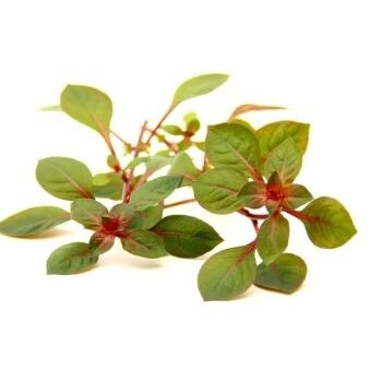 DENNERLE Wasserpflanzen-Set "100 L Basic" 10 DENNERLE Wasserpflanzen-Set "100 L Basic" – Bild 8