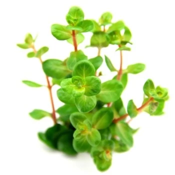 DENNERLE Wasserpflanzen-Set "30L Basic" 4 DENNERLE Wasserpflanzen-Set "30L Basic" – Bild 2