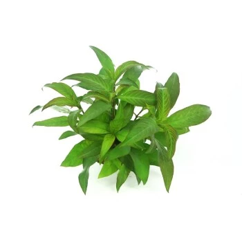 DENNERLE Wasserpflanzen-Set "60L Mix Basic" 5 DENNERLE Wasserpflanzen-Set "60L Mix Basic" – Bild 3