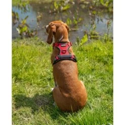 Lionto Hundegeschirr Rot S -Zoofachgeschäft 407af41d0548dee69b32d607fdf094f0307a51ec 1505063 de DE a655b4cc368490e8e1ab749b24f6143086dd0e4dCGePHw