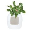 RHR Quality Katzentoilette Flower XXL -Zoofachgeschäft 4246977ab6aa6f5cd9822047cbb2b018ddcf49ce 1641853 de DE b718993611e66269ff2ea741b579db37e3fed9d2zeu7cW