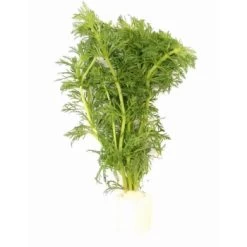 DENNERLE Wasserpflanzen-Set "60L Mix Start" 14 DENNERLE Wasserpflanzen-Set "60L Mix Start" -Zoofachgeschäft 4303931962ce04512aca6ac17088c092dfe110b7 1322326 de DE dennerle wasserpflanzen set wb