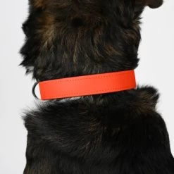 THE DOG IDEA Biothane Halsband Orange Neon Orange M 11 THE DOG IDEA Biothane Halsband Orange Neon Orange M -Zoofachgeschäft 51ea5c788d1ad87c16ce3f6e511fe310355345e2 1481072 de DE f0e08182ef2d8d18aa3240afea8db7257fb62b23Owd2ZW