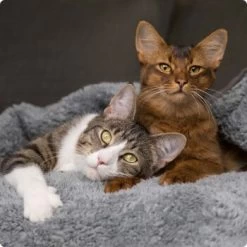 SELECT GOLD Pure Chicken Snack Kitten 8 X 75g 7 SELECT GOLD Pure Chicken Snack Kitten 8 X 75g -Zoofachgeschäft 536de371626fbac7381fe51ce63607aedfae0cd8 1099803 de DE 4 Select Gold Cat 5