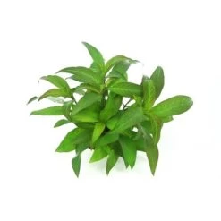 DENNERLE Wasserpflanzen-Set "60L Bund Basic" -Zoofachgeschäft 5bfc755e63b1bcb60f7707ea1f9bcce0f53b46aa 30b9eb8ab04b7f63dd7fa6854a19df3ca059e280