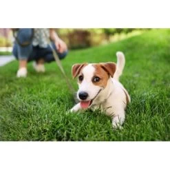 THE DOG IDEA Welpen Schleppleine Orange 5 M 6 THE DOG IDEA Welpen Schleppleine Orange 5 M -Zoofachgeschäft 5d0a4acdc668b99c826e3e55ee312fbf60f16c52 1498651 de DE e16a4292a829df8d827d95f362f37959d291990atVTbef