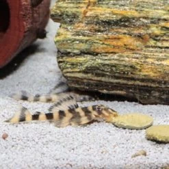 JBL PRONOVO PLECO WAFER Futtertabletten Für Herbivore Saugwelse XL 250 Ml -Zoofachgeschäft 5fd8c48424dcd934ce8dd9fe90508ea34faae60c 1388874 de DE jbl pronovo pleaco wafer 4