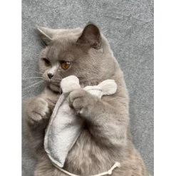 Kater Kasimir Premium Paket Mit 7 Beliebten Katzenspielzeugen Aus Naturmaterial -Zoofachgeschäft 69d850d83d44dd51ee163b4ce9871d685e5144a3 1408152 de DE 5e0e2fa341f3b7f13618444c260f3bc5df86140eIfTKHQ