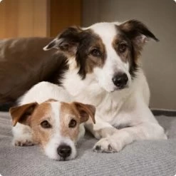 SELECT GOLD Complete Maxi Adult Rind 4 Kg -Zoofachgeschäft 6abb6915af23c615d0cf74853b0a3bb663e7931c 1096086 de DE 4 Select Gold Dog 3