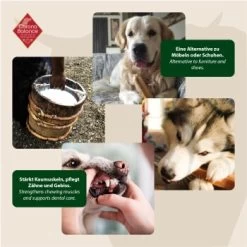 ChronoBalance Kuhmilch Käsestick (L) 2er Paket -Zoofachgeschäft 6d71617c1f657a6482d543c628b3f79fea110e49 1418707 de DE 6e5d452c715e3c46c21bd7dd434bb74b98e2078f3I4imK