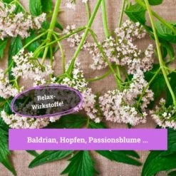 BeG Buddy Beruhigungsmittel Anti Stress 9 BeG Buddy Beruhigungsmittel Anti Stress -Zoofachgeschäft 7c3846491df427de932f09e57699b9a6d324d947 1457250 de DE c55bd45ac79813393a79e368d342148cdba9e2f0PJmATI