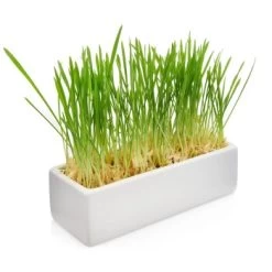 Canadian Cat Company Futterbar Cat Diner 14 Canadian Cat Company Futterbar Cat Diner -Zoofachgeschäft 826fd086574d64d46c2802167da1bfdae7b147ec 1345694 de DE b3d7c26a7588f99653da66172f4236f4bcef6045zlgKlp