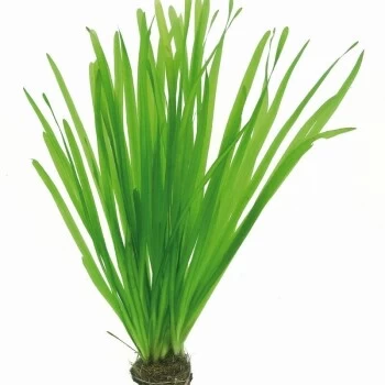 DENNERLE Wasserpflanzen-Set "60L Mix Start" 9 DENNERLE Wasserpflanzen-Set "60L Mix Start" – Bild 7