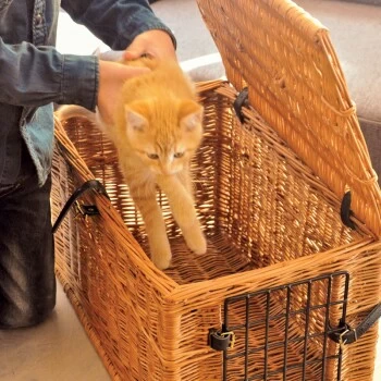 Aumüller Katzenhöhle Eckig 7 Aumüller Katzenhöhle Eckig – Bild 5