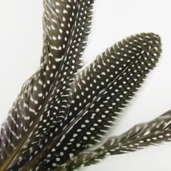 Schlitzohr Katzenangel Federanhänger 5x -Zoofachgeschäft 93b8e0c984d323f24d455bf8e74e2dbacef5703e 1484675 de DE 7b80f213f44ebcad765dbdebc25bf2d2f0177dbd64kHU2