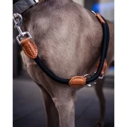 Freudentier Runde Hundeleine Aus Nylon -Zoofachgeschäft 942823ebee2576e7111c9820cf93fb6b8f379a00 1427873 de DE f4a19ef1aa2e778fccfb3d16d99a43d437f8d911gIlxrp