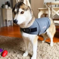 Thundershirt Beruhigungsweste Grau XS 21 Thundershirt Beruhigungsweste Grau XS -Zoofachgeschäft 9a1e301e33f1361e91f7c9989e135033c3825116 854880001141.PT09