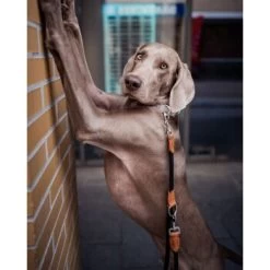 Freudentier Runde Hundeleine Aus Nylon -Zoofachgeschäft 9cbd0550c75e6e7ab6562d5bbd4475b7b3c6b488 1427873 de DE 472ebf10a10bf729294893bbc003b2304641279cnmtH3L