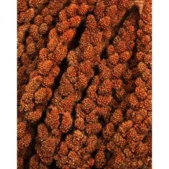 JR Farm Rote Kolbenhirse 3x500g -Zoofachgeschäft a82a102d1eda94bcde77dc74a64059781f0d94de 1486de799c65d570b657706aa3a6e64c76cdddd1