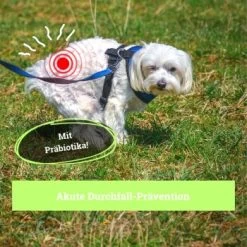 BeG Buddy Magen & Darm Tabletten Hund, Präbiotika Zur Darmsanierung, Verdauung, Durchfall, Blähungen -Zoofachgeschäft b0d65155feb4f347029c2e627c9f0e9c45789363 1653264 de DE da65fb892d0dc31e170c6ff3f6c017433aa6740bha5fye