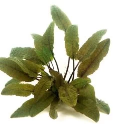 DENNERLE Wasserpflanzen-Set "60L Mix Start" 15 DENNERLE Wasserpflanzen-Set "60L Mix Start" -Zoofachgeschäft b1a36d612662a6c4d102ca7736783a05d908b6f7 9e03a48ec1b123c6116ae5a9012c0589e277c183