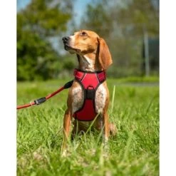 Lionto Hundegeschirr Rot S -Zoofachgeschäft b36110c799ae8b48e91453dfba2cf3923ab67230 1505063 de DE f4b27822c8dfc1d44ba971771e45e3e175efd3938XcJsN