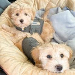 Thundershirt Beruhigungsweste Grau XS 20 Thundershirt Beruhigungsweste Grau XS -Zoofachgeschäft b73ccfbb685e050e9f2290d960047b91d2dcc354 1102942 3