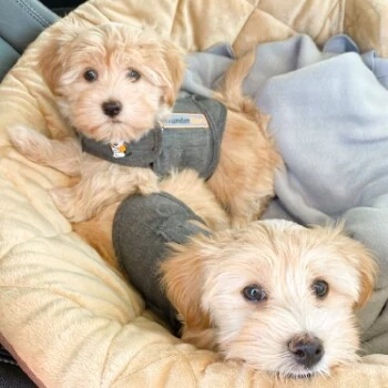 Thundershirt Beruhigungsweste Grau XS 11 Thundershirt Beruhigungsweste Grau XS – Bild 9