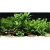 DENNERLE Wasserpflanzen-Set "60L Mix Basic" -Zoofachgeschäft b8f8c03d8ce9f3c09559325b031a949cf966ca14 c54271e1a5dd6bee4c7953b35aeb3f8294f6b500
