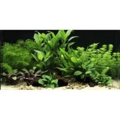 DENNERLE Wasserpflanzen-Set "60L Mix Basic"