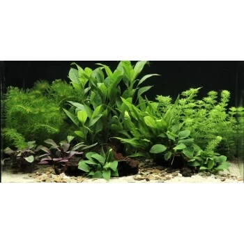 DENNERLE Wasserpflanzen-Set "60L Mix Basic" 3 DENNERLE Wasserpflanzen-Set "60L Mix Basic"