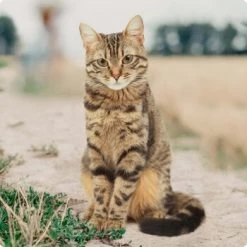 REAL NATURE Adult Mixpaket Wurst 12x70g -Zoofachgeschäft bc56b458619aa86240780c2f64ff928db9b8da6b 1246887 de DE Real Nature Original Cat Bild 1