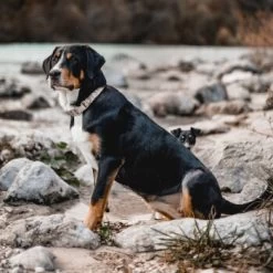 THE DOG IDEA Boho-Chic Halsband Nude S 8 THE DOG IDEA Boho-Chic Halsband Nude S -Zoofachgeschäft bd143607b5a37bfe3935f3c11e119e99ebcdd00a 1662749 de DE b0e815e9f94d2e5fac2e82e30eba142c4805189alV1Qmy